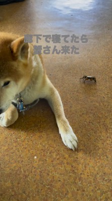 カニから目を逸らす犬