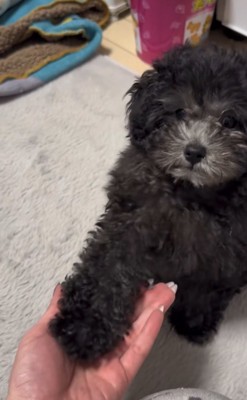 ドヤ顔でお手をする犬