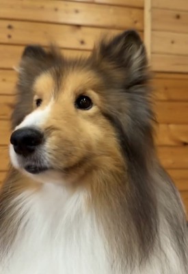 正面を見つめる犬