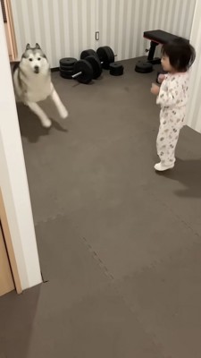 一緒にジャンプするハスキーと女の子