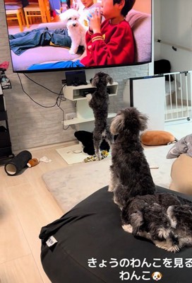 2匹はずっと画面に釘付け