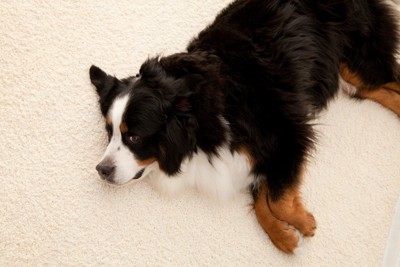 床に寝ているバーニーズ