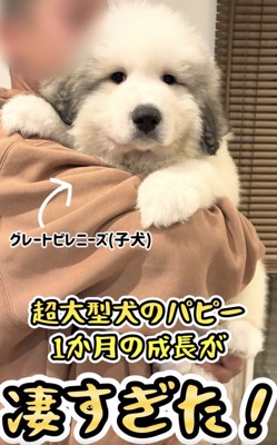 あどけない表情のフェルくん