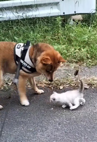 2匹の子猫を発見