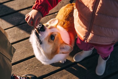 おやつをもらうコーギー