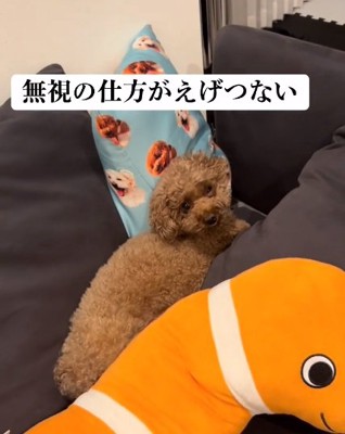 飼い主さんを見るアフロくん