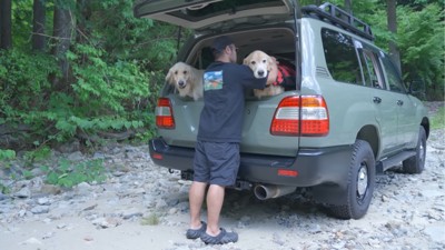 降りようとする2匹の犬