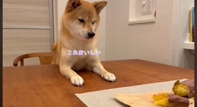焼き芋を食べる飼い主の前に身を乗り出す犬