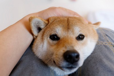 頭を撫でてもらう犬