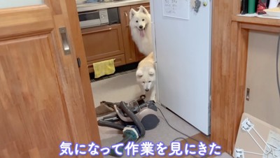 壁の陰から顔を出して、おじいちゃんの作業を眺める2頭の犬