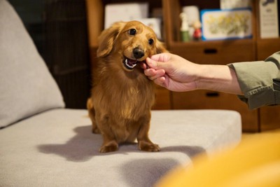 おやつをもらう犬