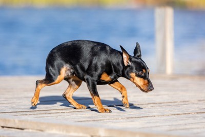 身をかがめている犬