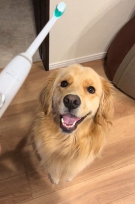笑顔の犬