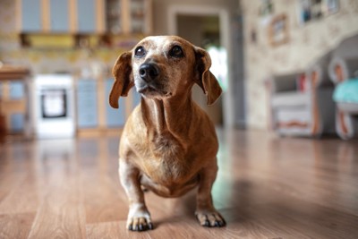 佇む老犬