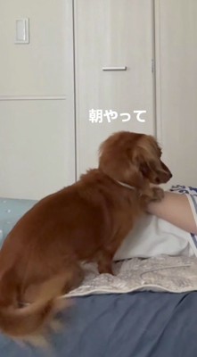 眠っている飼い主の腕に前足を乗せる犬