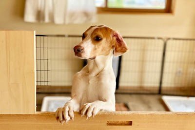 ケージの中で立ち上がって見つめる犬