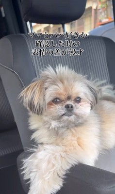 こんぶちゃんにパパとママを好きか聞いたら