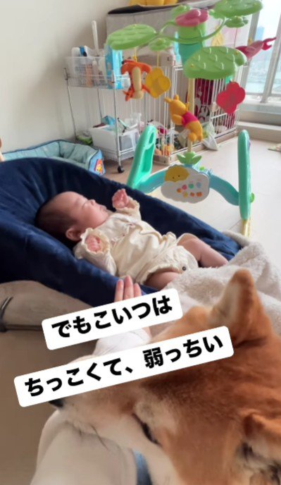 自分より弱い赤ちゃんを…