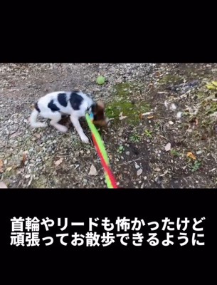 お散歩も嫌がる…
