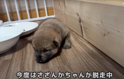 別の赤ちゃん犬が脱走中!