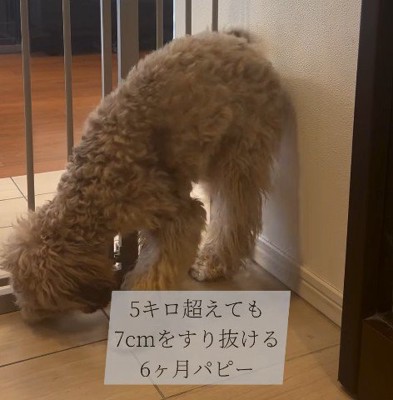 ゲートをすり抜けるマフィンくん8