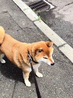 おじいちゃんが亡くなった…