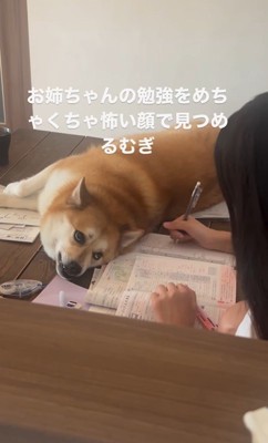 勉強中のお姉ちゃんを見つめるむぎちゃん