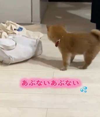 起き上がる子犬2