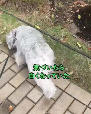 真っ白になっちゃった！！