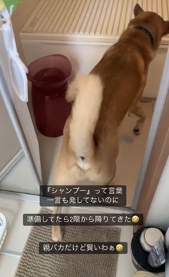 風呂場に向かう犬