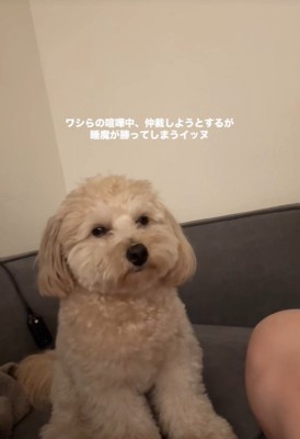 喧嘩仲裁中に眠くなるワンコ3