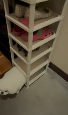シューズラックに収まっている小型犬