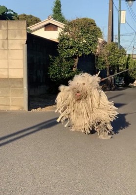 長い毛を揺らして歩く犬