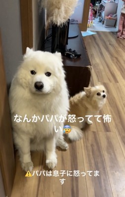 壁際で固まる犬たち