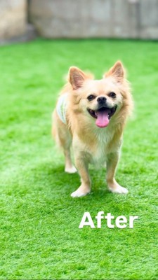 庭で笑顔で立つチワワ