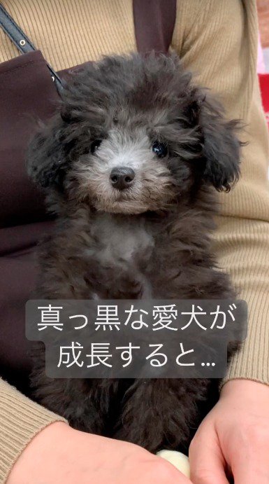 飼い主の腕に抱かれる犬