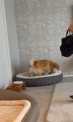 パパがお仕事に行くのを嫌がるおもち君7