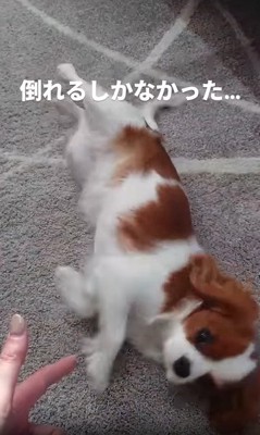 寝転がる犬