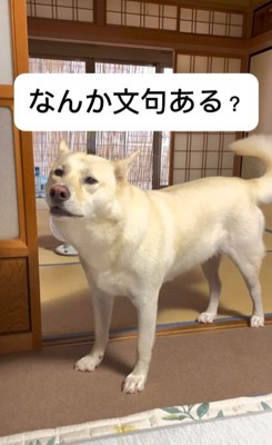 なにか言いたげなきなこちゃん