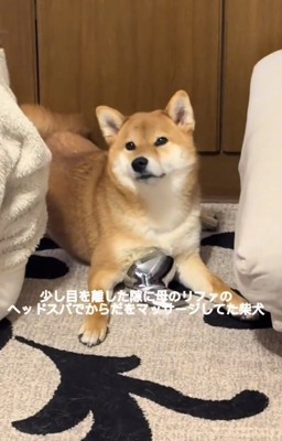 カメラ目線のマロンくん