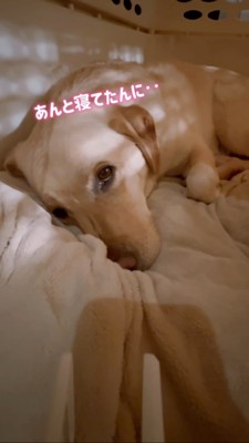 寂しそうな上目遣いの表情をする犬
