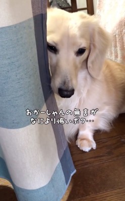 申し訳なさそうな犬
