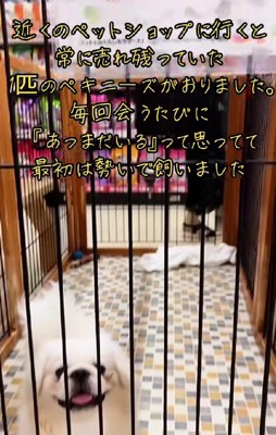 ペキニーズのこゆきちゃん