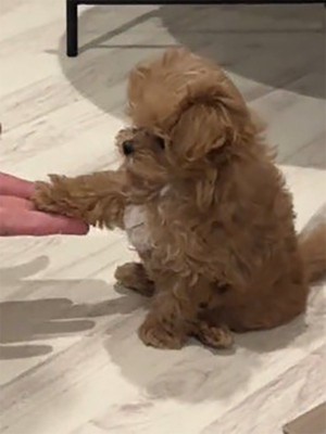 飼い主の手に自分の前足を置く子犬