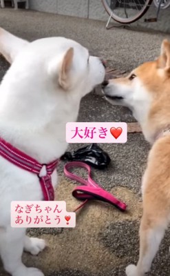 顔を近づけて挨拶する犬