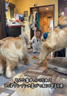 長女へ駆け寄る2匹の大型犬