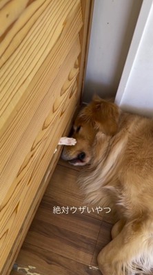 壁から差し出した手を激しく動かす猫