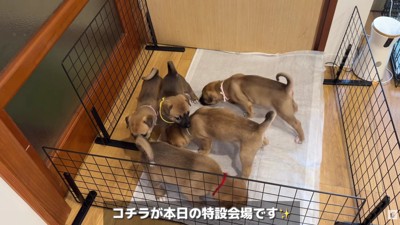 どんな対面になるかな？
