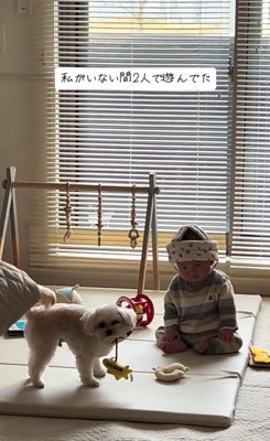 おもちゃで遊ぶワンコと赤ちゃん8