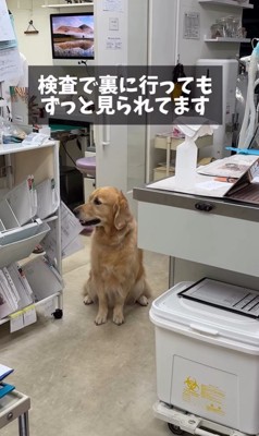 病院が大好きなマーシャル君3